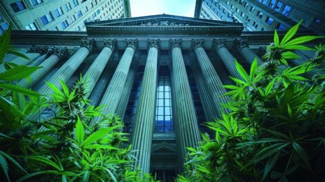 How to Choose the Best Cannabis Law Firm in Florida