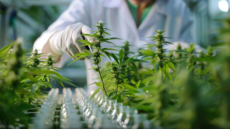 How Cannabis Lawyers are Shaping New York’s Growing Cannabis Industry