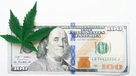 Green Rush Ready? Cannabis Licensing 101 Explained
