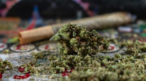 Is Cannabis Legal in Your State? A Quick Guide