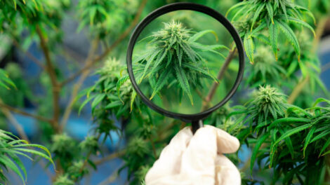 Choosing the Right Business Structure for a Cannabis Company